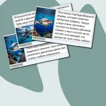 Презентация «Морские обитатели. Акулы»