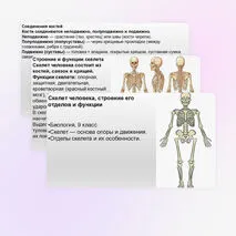 Презентация Скелет человека, строение его отделов и функции