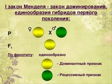 https://fsd.multiurok.ru/html/2021/05/23/s_60aa55d35cb0e/1693626_1.jpeg