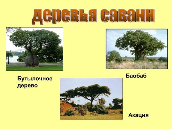 https://cdn.prezentacii.info/wp-content/uploads/2016/07/K77XwdUtW1sbNMnQ/5.jpg
