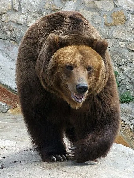 Файл:Medved mzoo.jpg