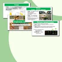 Презентация 