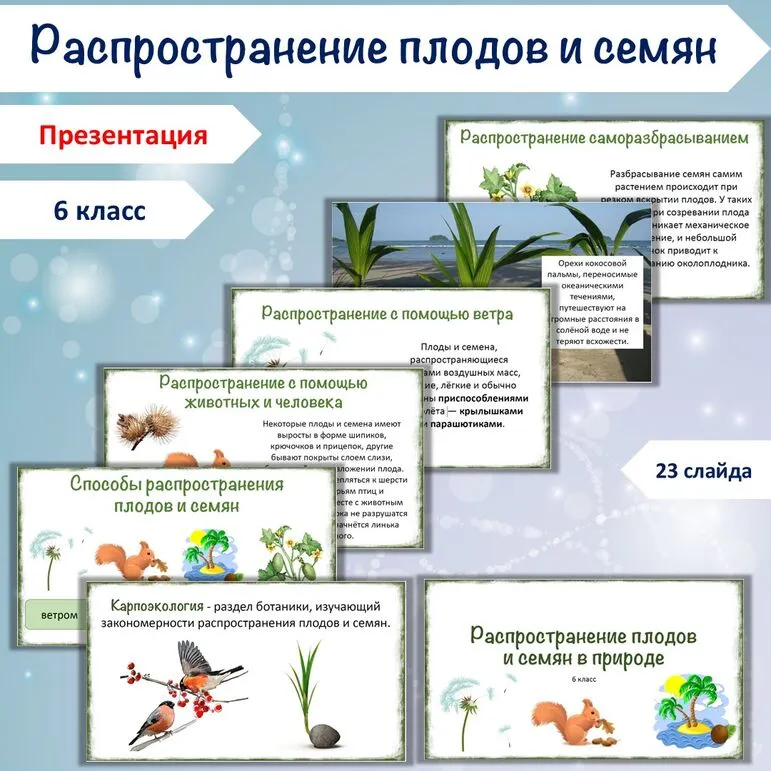 Презентация «Распространение плодов и семян в природе», 6 класс