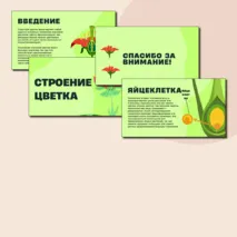 Презентация по биологии на тему:«Строение цветка»