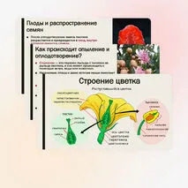 Презентация «Особенности строения и жизнедеятельности покрытосеменных растений»