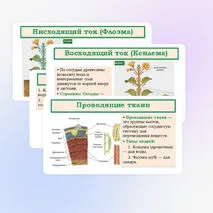 Презентация «Транспорт веществ в растении» 6 класс