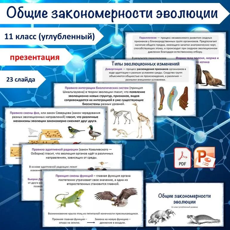 Презентация «Общие закономерности эволюции», 11 класс (углубленный уровень)