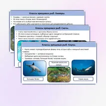 Хрящевые и костные рыбы.