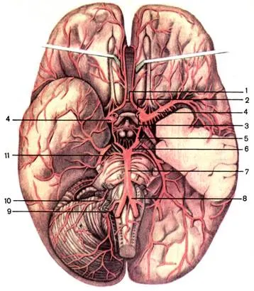Артерии мозга. 1 — передняя соединительная артерия (a. communicans anterior); 2 — передняя мозговая артерия (a. cerebri anterior); 3 — внутренняя сонная артерия (a. carotis interna); 4 — средняя мозговая артерия (a. cerebri media); 5 — задняя соединительная артерия (a. communicans posterior); 6 — задняя мозговая артерия (a. cerebri posterior); 7 — основная артерия (a. basilaris); 8 — позвоночная артерия (a. vertebralis); 9 — задняя нижняя мозжечковая артерия (a. inferior posterior cerebelli); 10 — передняя нижняя мозжечковая артерия (a. inferior anterior cerebelli); 11 — верхняя мозжечковая артерия (a. superior cerebelli) [1989 Липченко В Я Самусев Р П - Атлас нормальной анатомии человека]