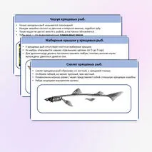 Хрящевые и костные рыбы.