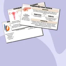 Презентация к уроку по биологии в 9 классе на тему «Эндокринная система человека. Железы внутренней секреции»
