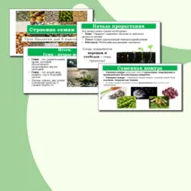Презентация 
