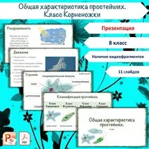 Презентация «Общая характеристика простейших. Класс Корненожки», 8 класс