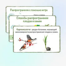 Презентация «Распространение плодов и семян в природе», 6 класс