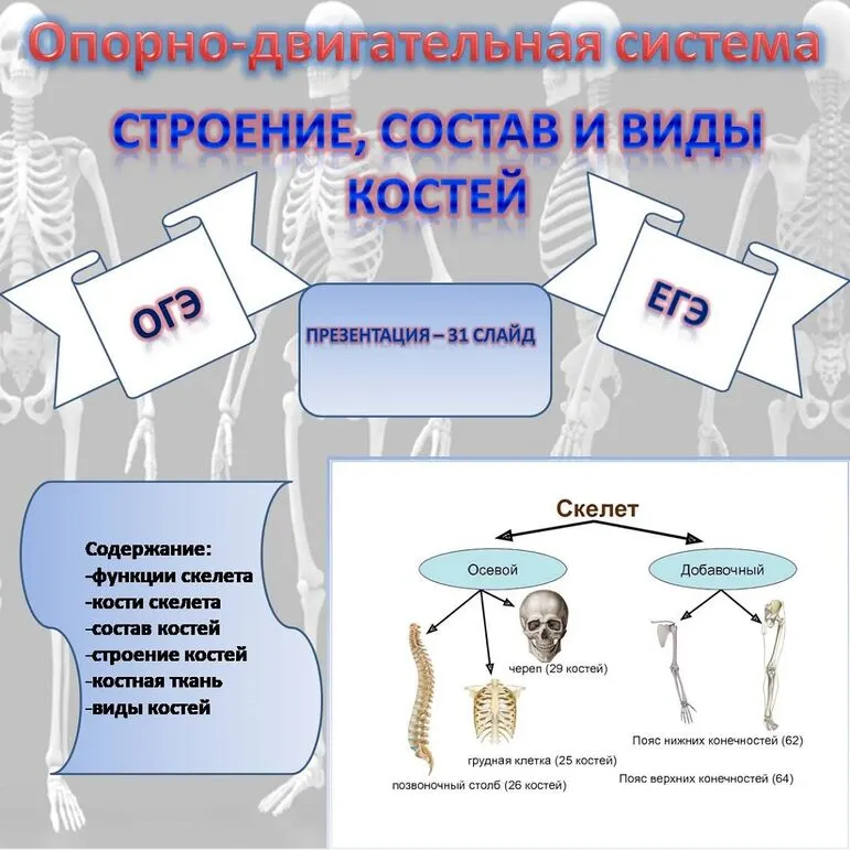 Комплект материалов «Строение, состав и виды костей» (презентация + конспект)