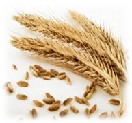 Kaufen Triticale