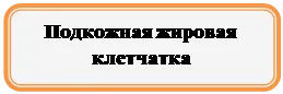 Прямоугольник: скругленные углы: Подкожная жировая клетчатка