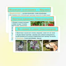 Презентация «Распространение плодов и семян в природе» 6 класс