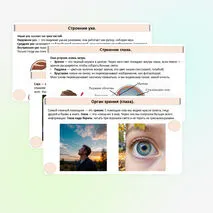 Презентация «Как устроены и работают органы чувств».