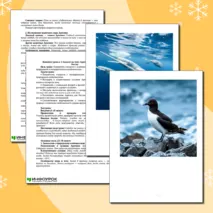 Конспект урока в 1–4 классе на тему: Арктика – самая северная зона России