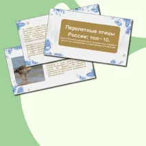 Презентация 