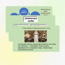 Презентация 