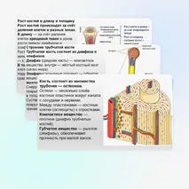 Презентация Опорно-двигательная система. Состав, строение и рост костей