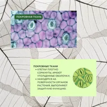 «Растительные ткани, их функции», 6 класс
