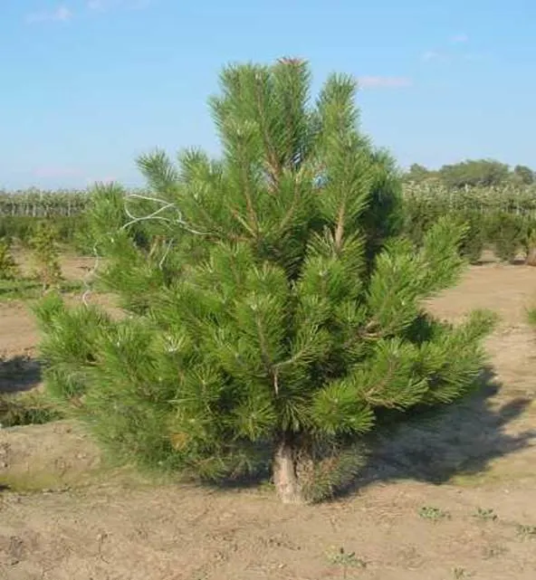 http://www.landex.ru/imgs/plants/sosnagor.jpg