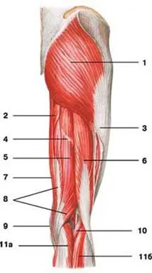 http://anatomy_atlas.academic.ru/pictures/anatomy_atlas/ab/part2_foto/m45.jpg