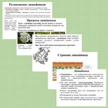 Презентация 