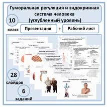 Комплект (презентация + рабочий лист) «Гуморальная регуляция и эндокринная система человека» 10 класс (углубленный уровень)