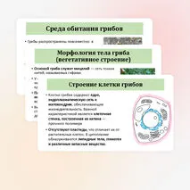 Презентация по биологии «Общая характеристика грибов» 7 класс