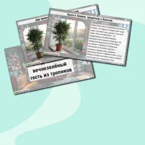 Презентация «Фикус Бенджамина: вечнозелёный гость из тропиков»
