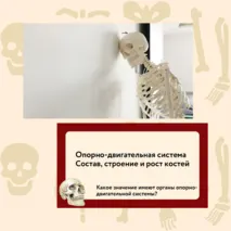 «Опорно-двигательная система. Состав, строение и рост костей», 9 класс
