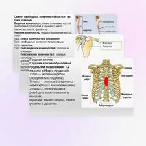 Презентация Скелет человека, строение его отделов и функции