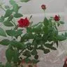 Шманина Светлана Геннадьевна
