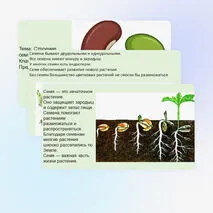 Презентация «Строение семян»