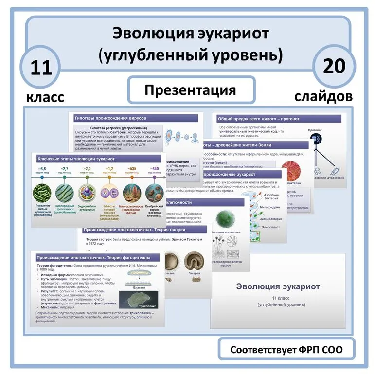 Презентация «Эволюция эукариот» 11 класс (углубленный уровень)