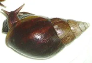 pril7