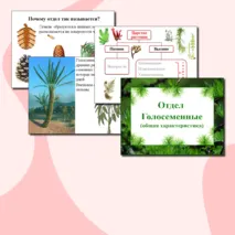 Презентация по биологии. Отдел Голосеменные. Общая характеристика.