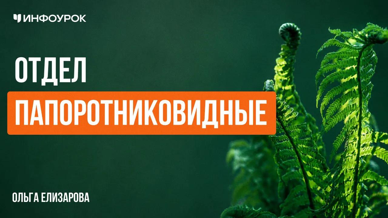 Отдел Папоротниковидные