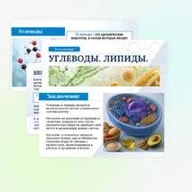 Презентация по биологии «Углеводы. Липиды» для 10 класса