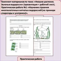 Комплект материалов по теме: «Низшие растения. Зеленые водоросли» (презентация + рабочий лист). Практическая работа №1 «Изучение строения многоклеточных нитчатых водорослей (на примере спирогиры и улотрикса)».