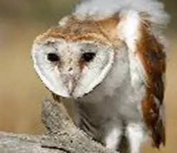 Описание: http://www.zoovet.ru/pet/kv16790.jpg