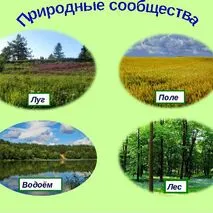 Рабочий лист по окружающему миру 