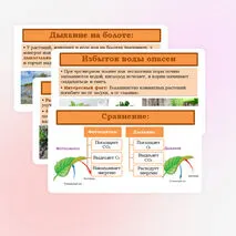 Презентация «Дыхание корня» 6 класс