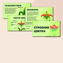 Презентация по биологии на тему:«Строение цветка»