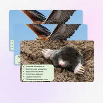 Презентация «Среды обитания организмов», 5 класс
