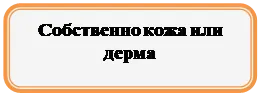 Прямоугольник: скругленные углы: Собственно кожа или дерма